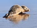 303 - GREY SEAL PUP HAPPISBURGH - COWDREY MIKE - united kingdom